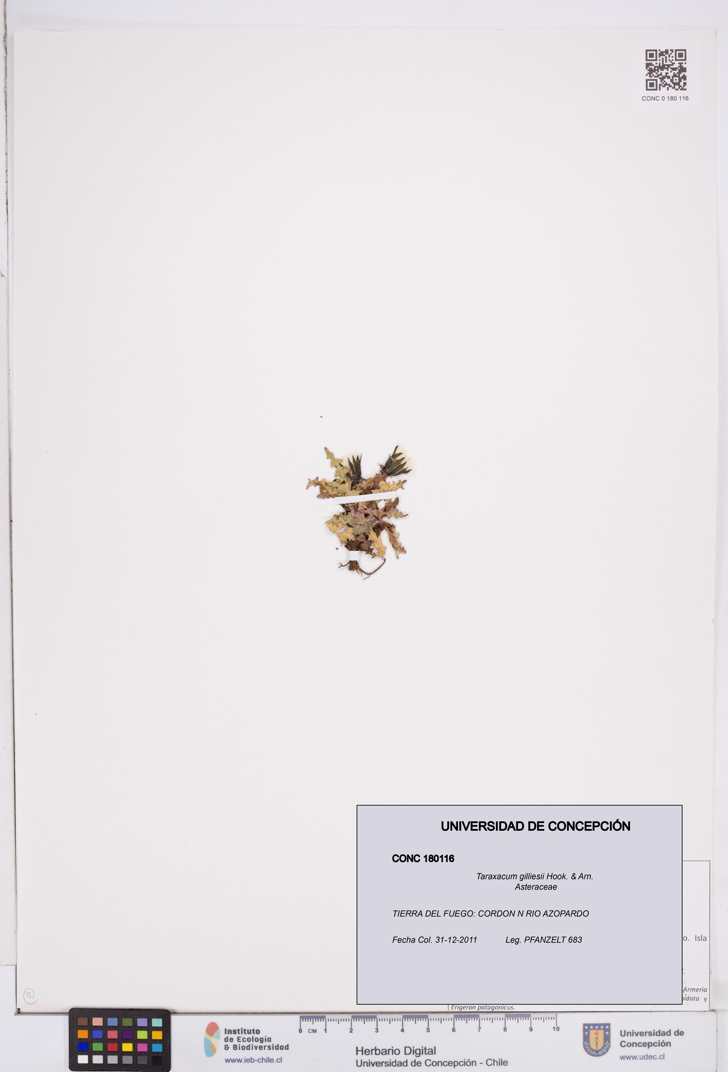 Taraxacum gilliesii [Espécimen: ]
