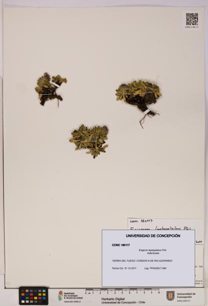 Erigeron leptopetalus [Espécimen: UDEC:CONC:0180117]