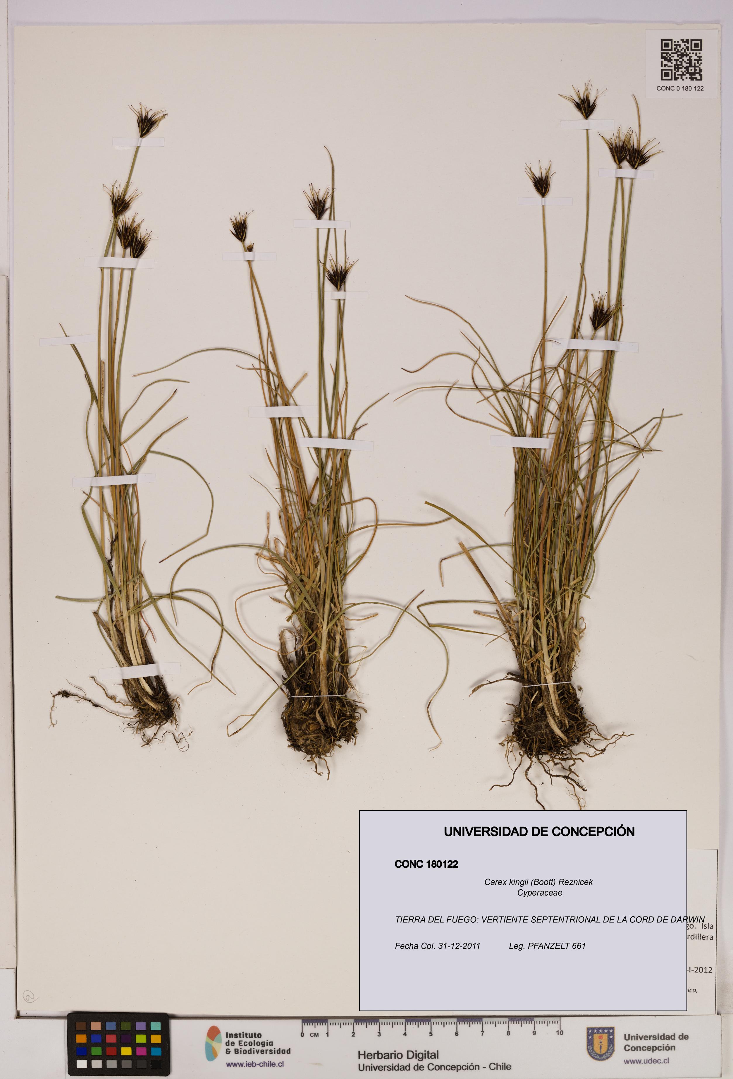 Carex kingii [Espécimen: UDEC:CONC:0180122]