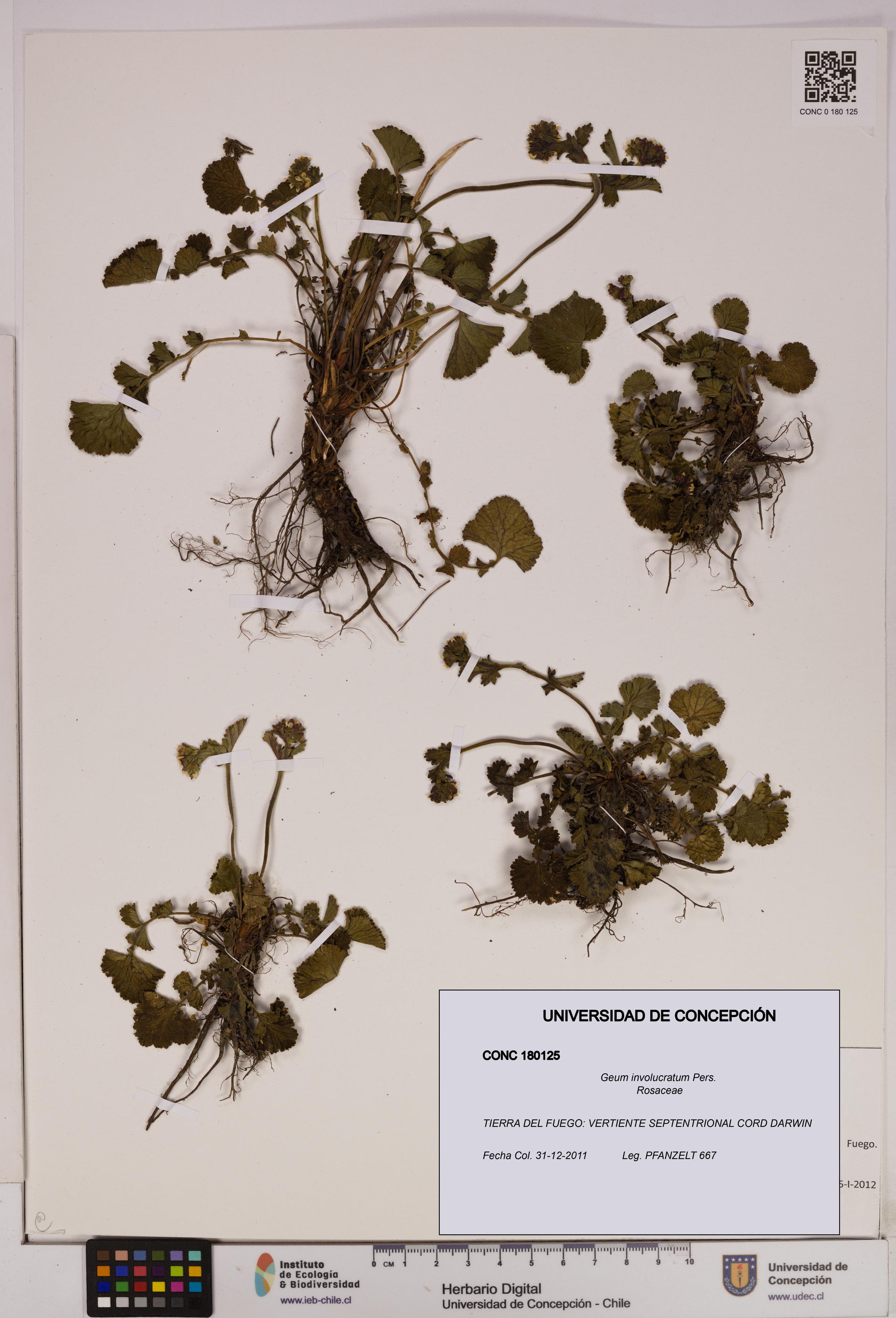 Geum involucratum [Espécimen: UDEC:CONC:0180125]