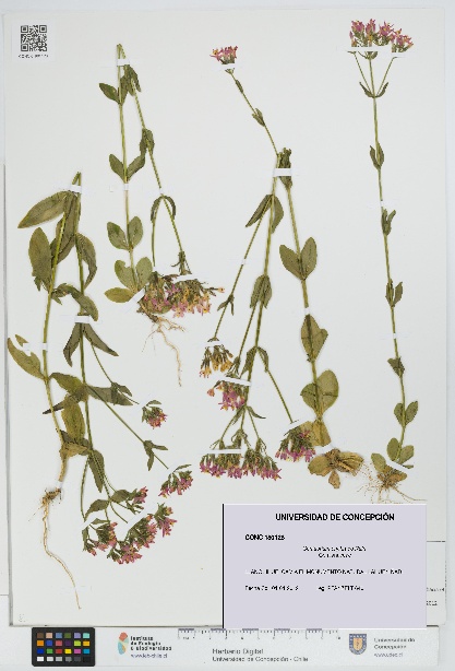 Centaurium erythraea [Espécimen: UDEC:CONC:0180128]