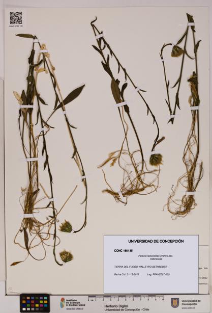 Perezia lactucoides [Espécimen: UDEC:CONC:0180135]