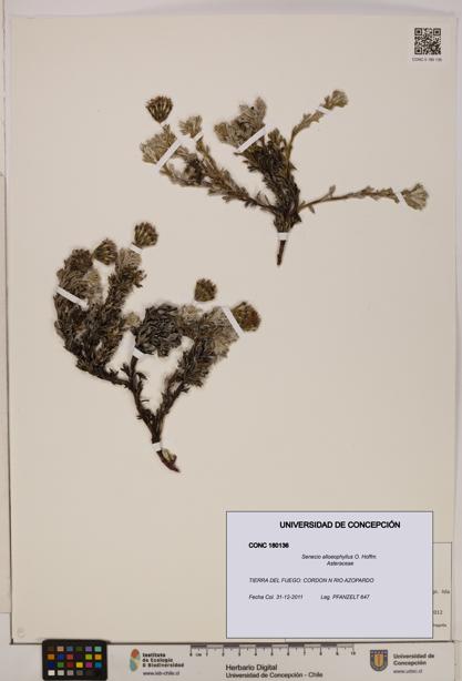 Senecio alloeophyllus [Espécimen: UDEC:CONC:0180136]