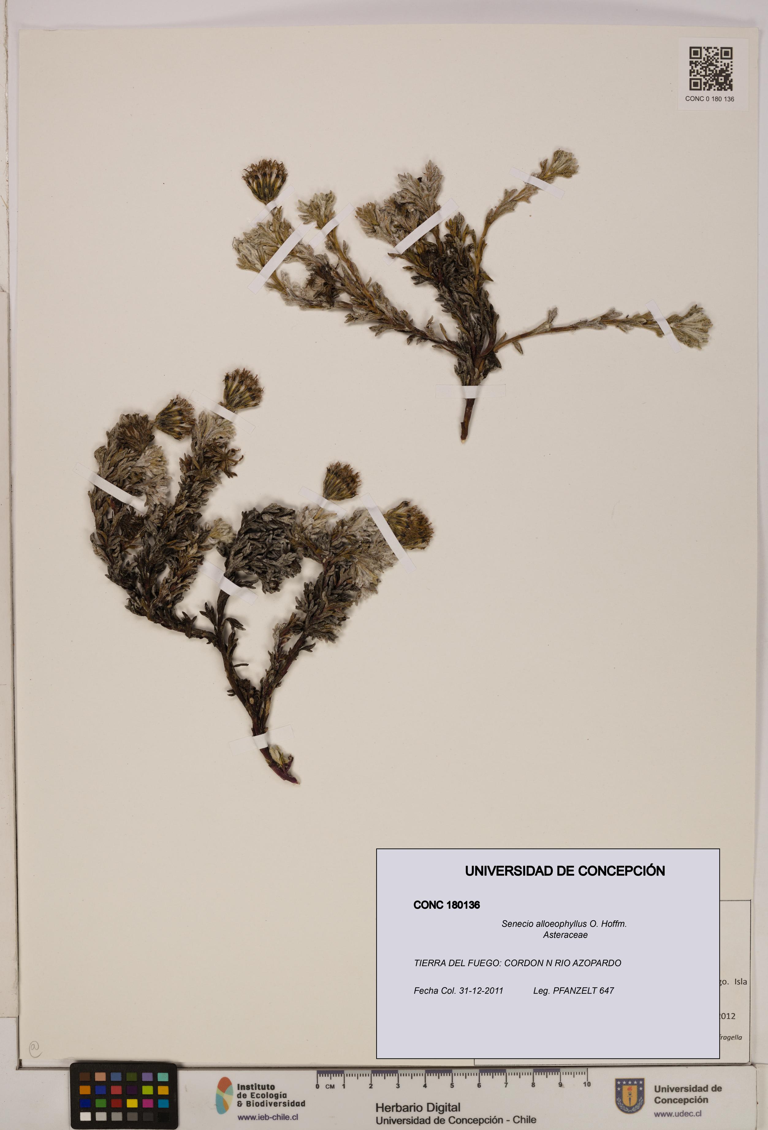 Senecio alloeophyllus [Espécimen: UDEC:CONC:0180136]