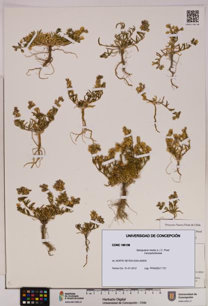 Spergularia media [Espécimen: UDEC:CONC:0180138]