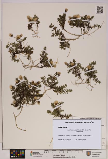 Baccharis nivalis [Espécimen: UDEC:CONC:0180142]