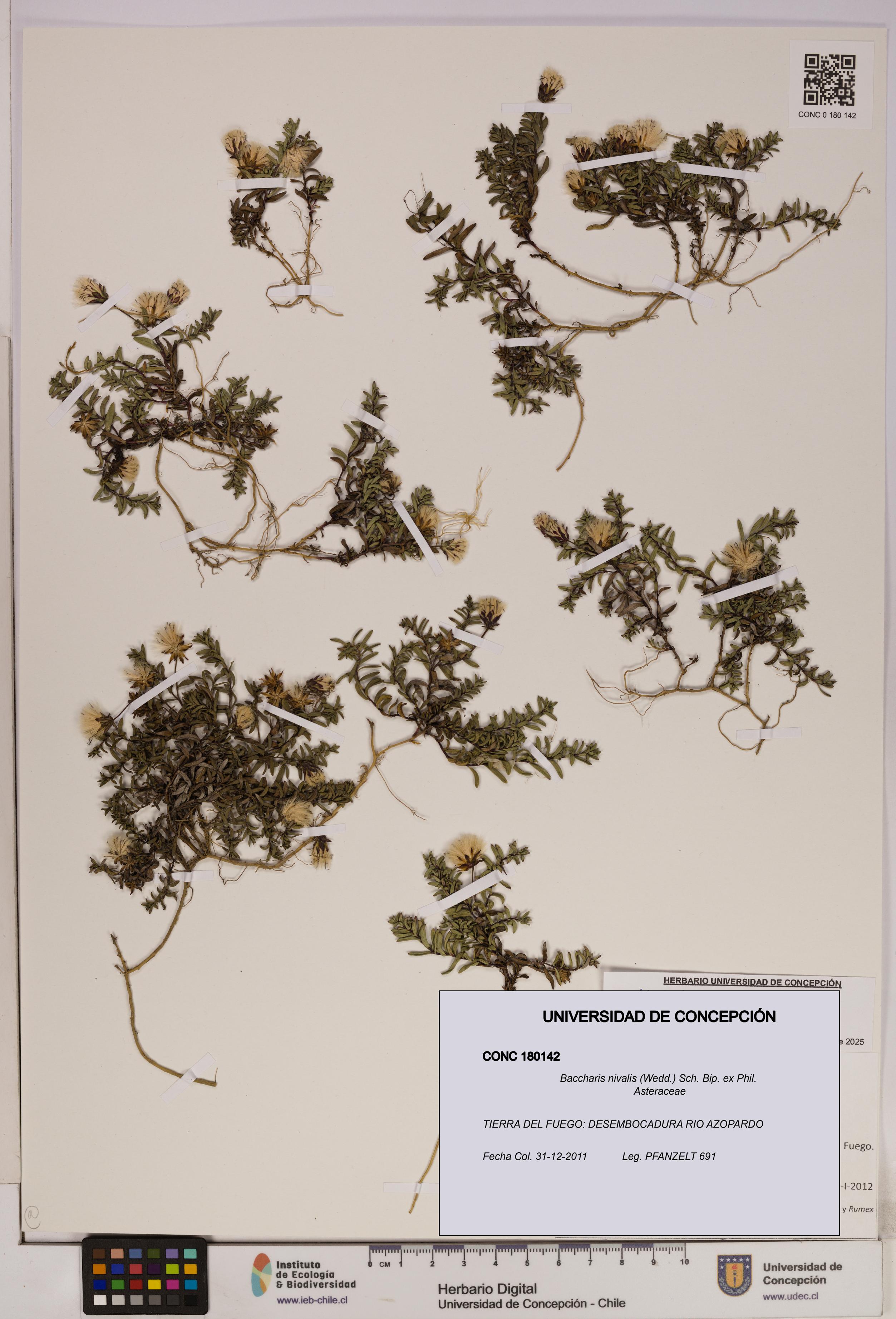 Baccharis nivalis [Espécimen: UDEC:CONC:0180142]