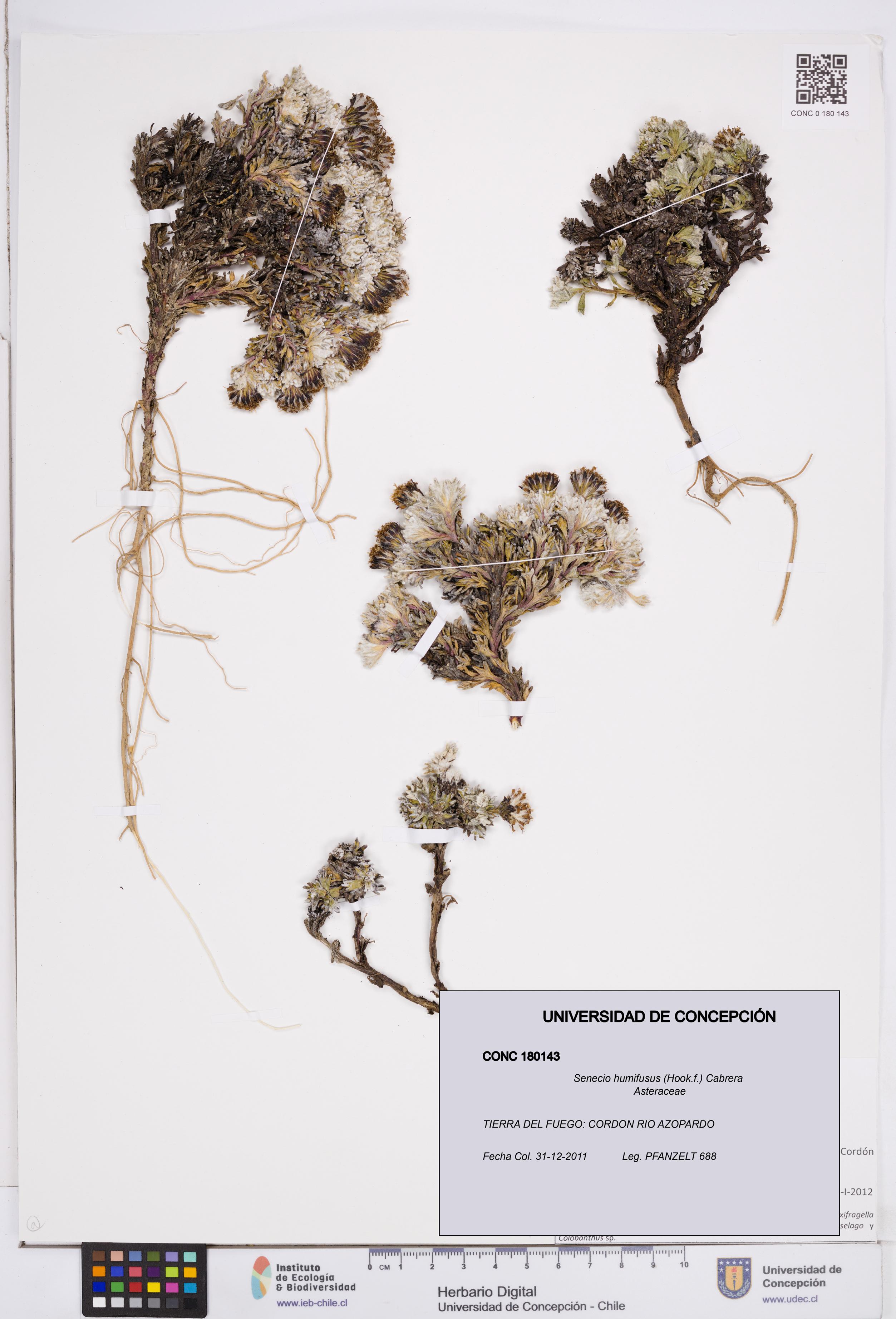Senecio humifusus [Espécimen: ]