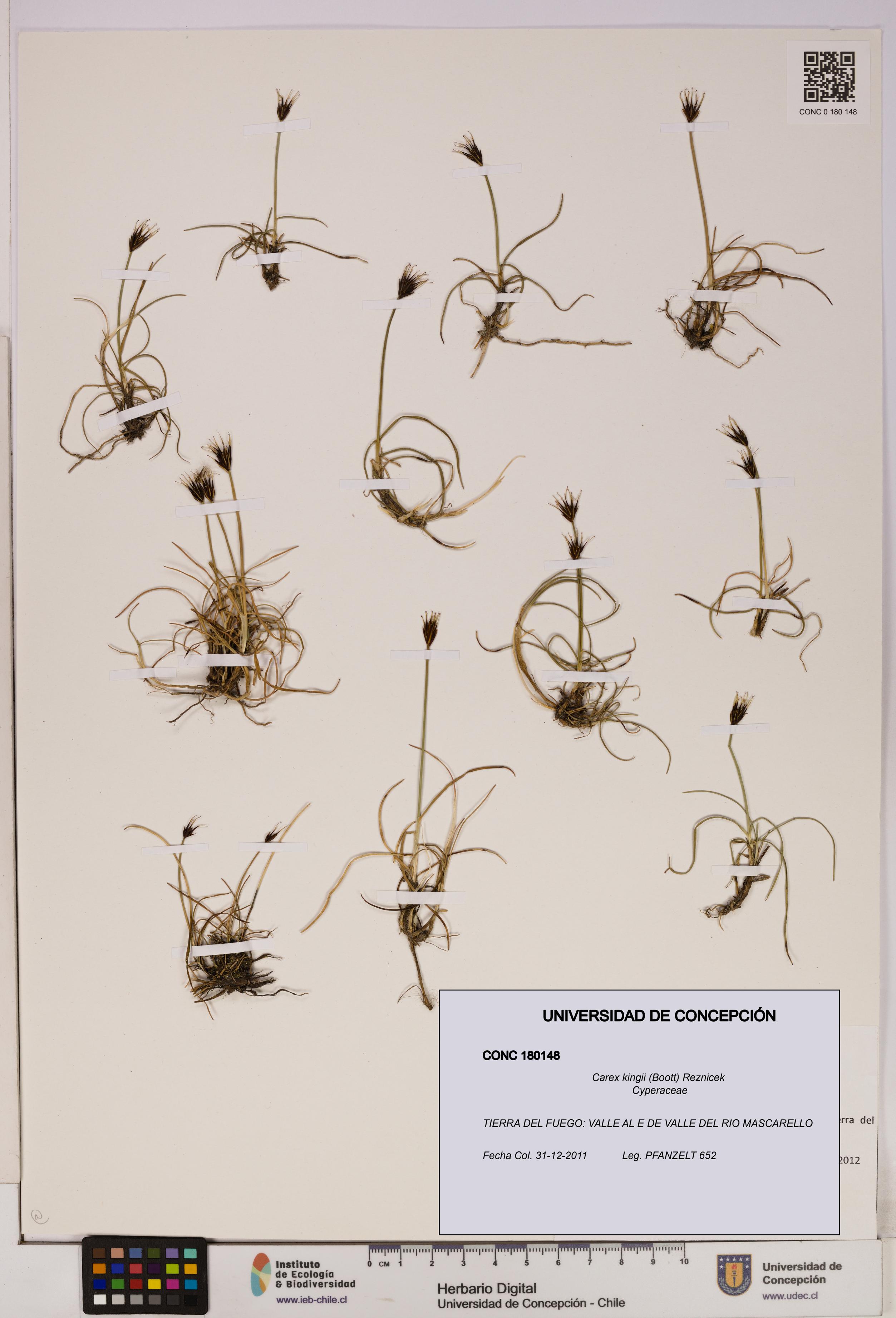 Carex kingii [Espécimen: UDEC:CONC:0180148]