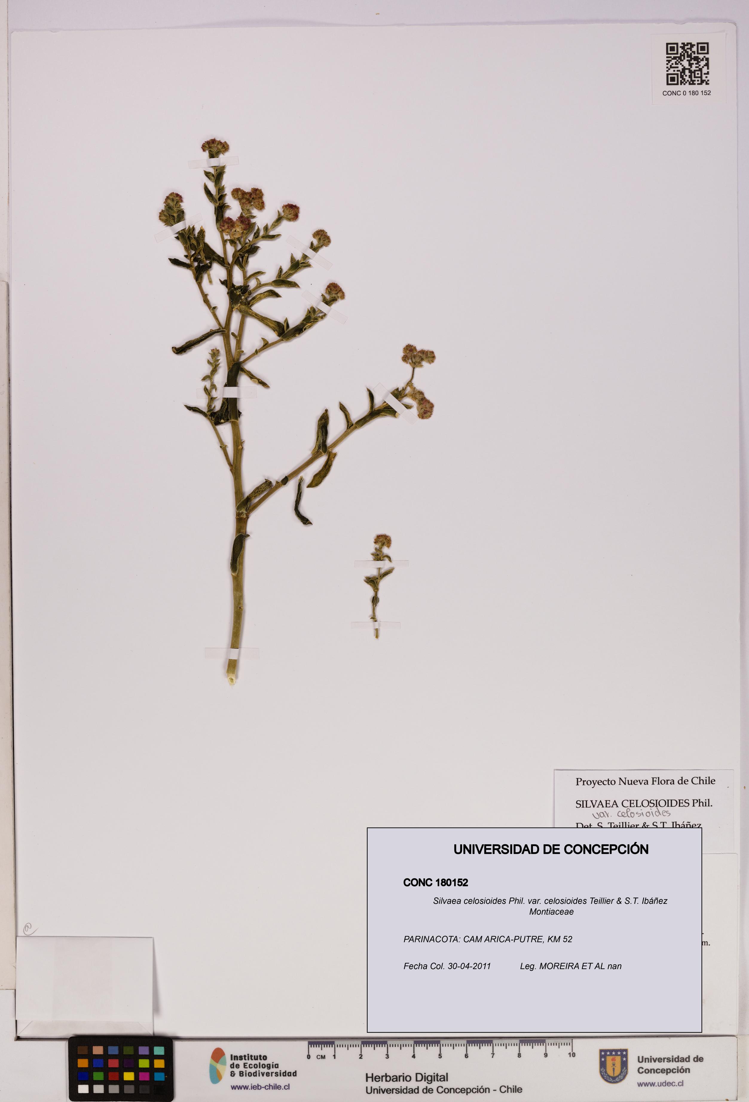 Silvaea celosioides var. celosioides [Espécimen: UDEC:CONC:0180152]