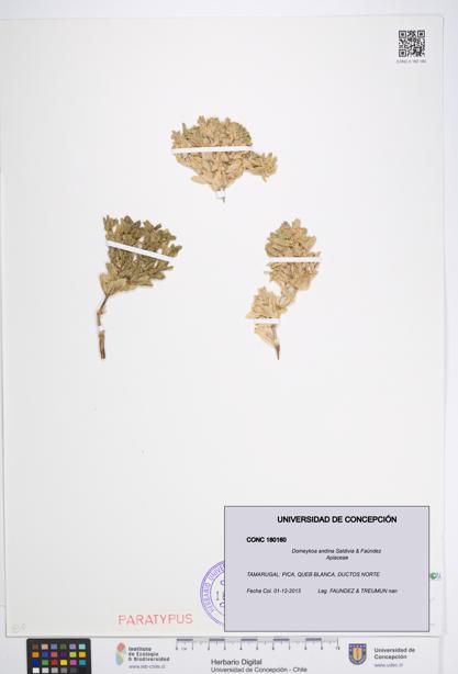 Domeykoa andina [Espécimen: UDEC:CONC:0180160]