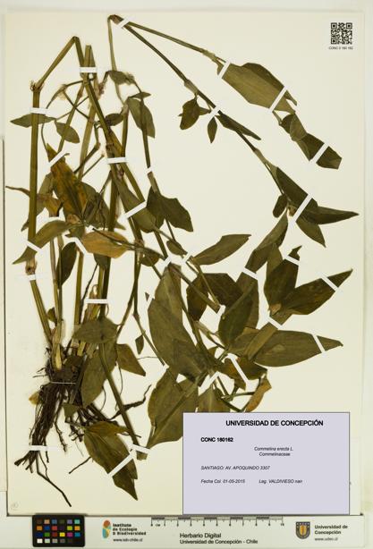 Commelina erecta [Espécimen: UDEC:CONC:0180162]