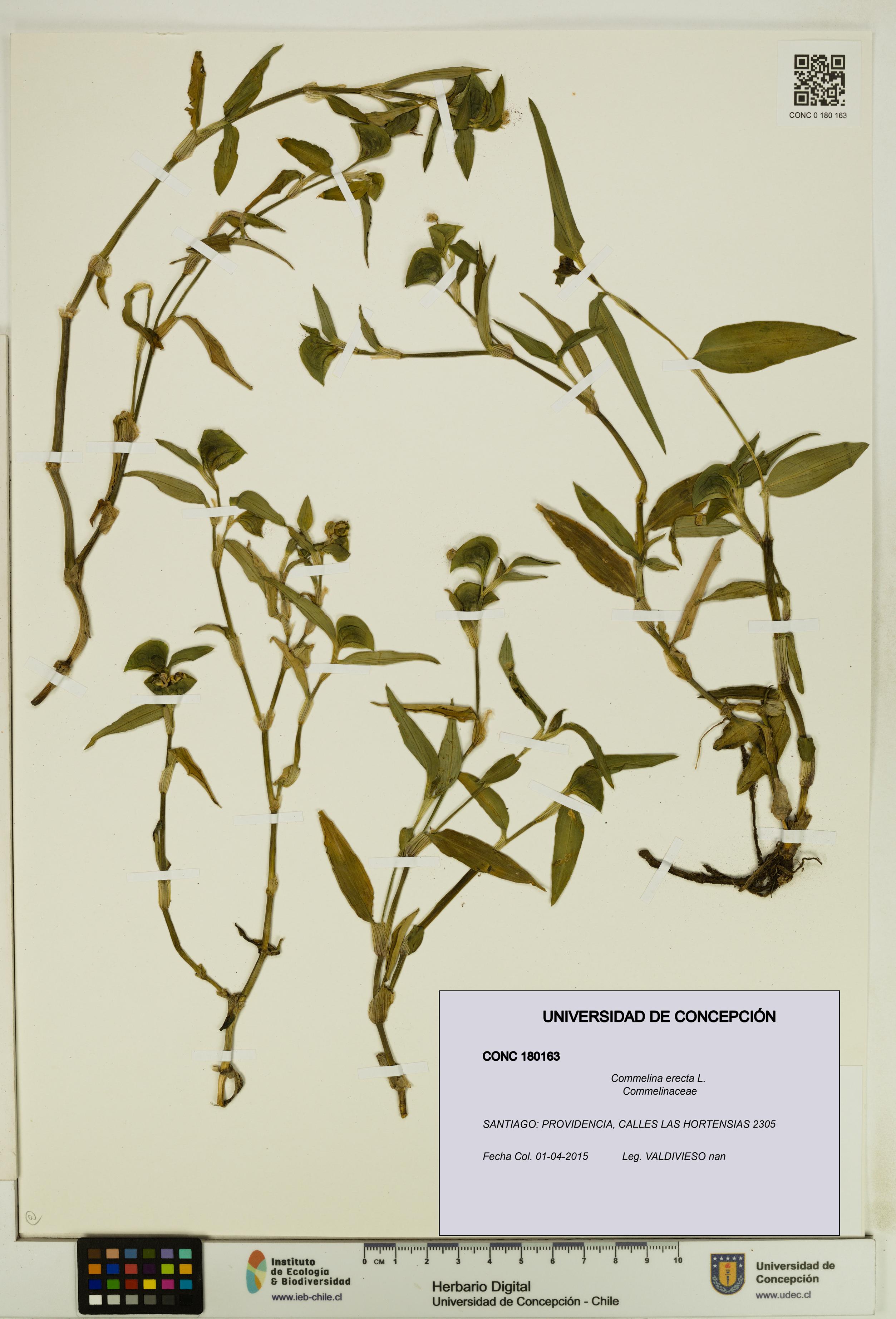 Commelina erecta [Espécimen: UDEC:CONC:0180163]