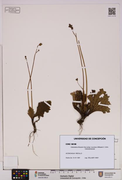 Calceolaria filicaulis [Espécimen: UDEC:CONC:0180168]