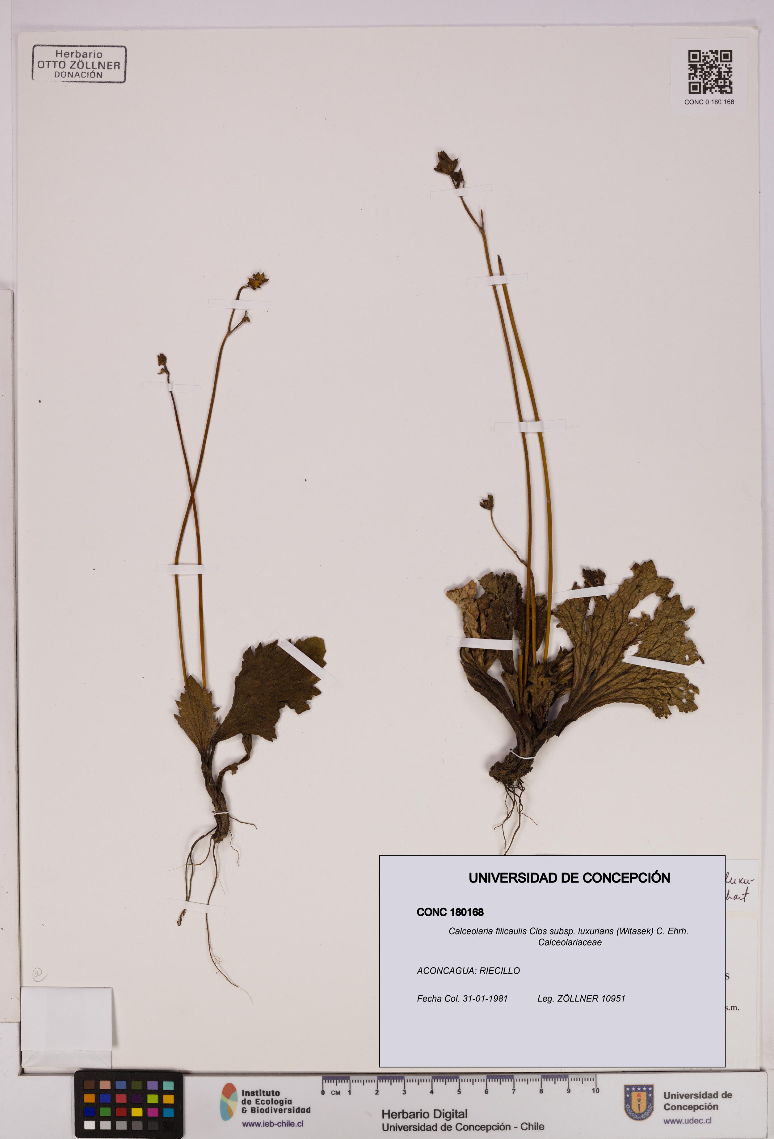 Calceolaria filicaulis [Espécimen: UDEC:CONC:0180168]