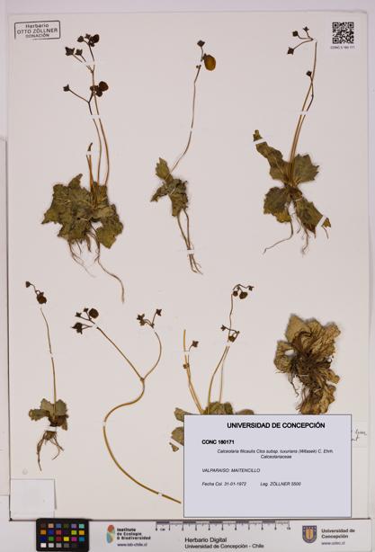 Calceolaria filicaulis [Espécimen: UDEC:CONC:0180171]