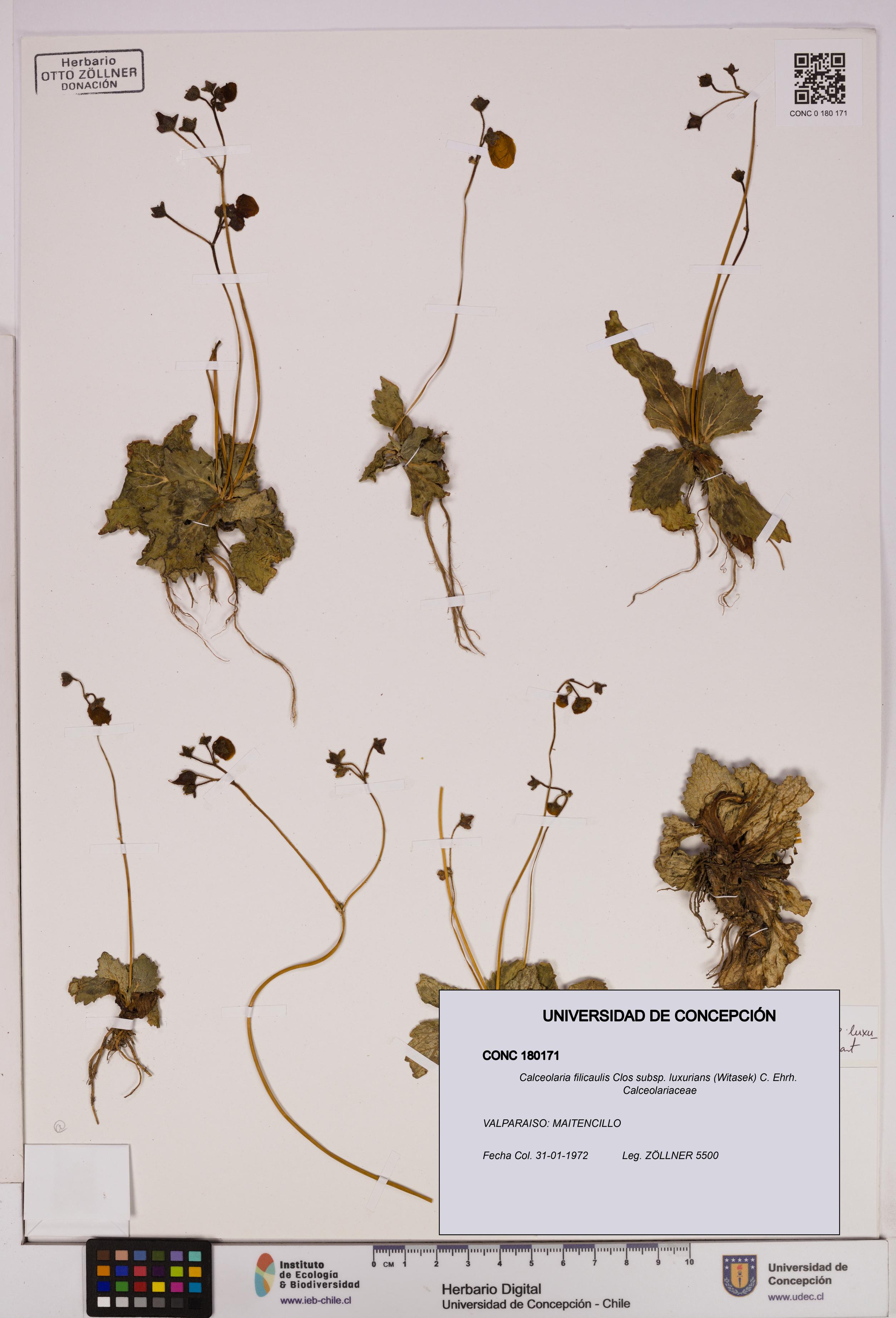 Calceolaria filicaulis [Espécimen: UDEC:CONC:0180171]