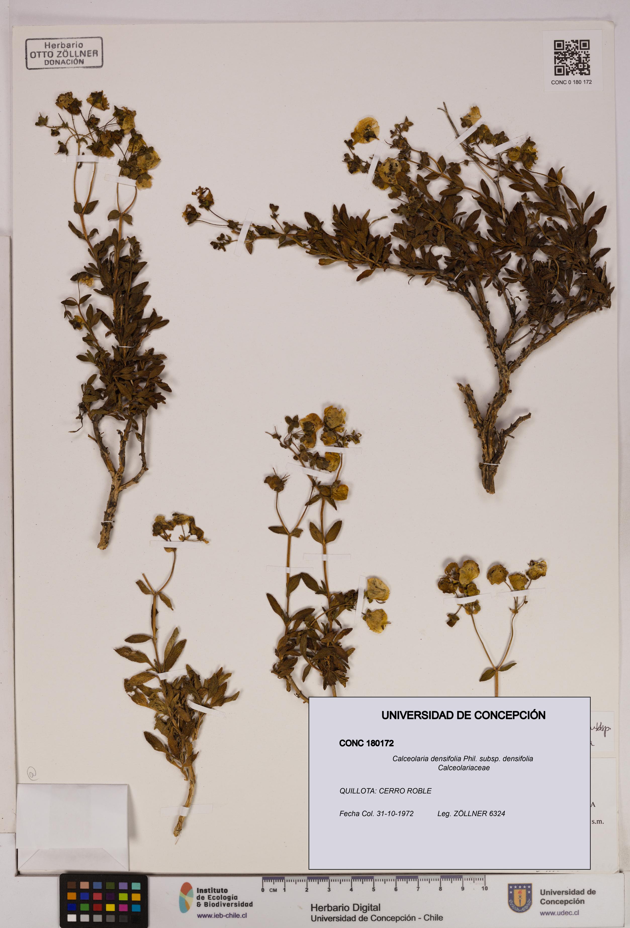 Calceolaria densifolia subsp. densifolia [Espécimen: UDEC:CONC:0180172]