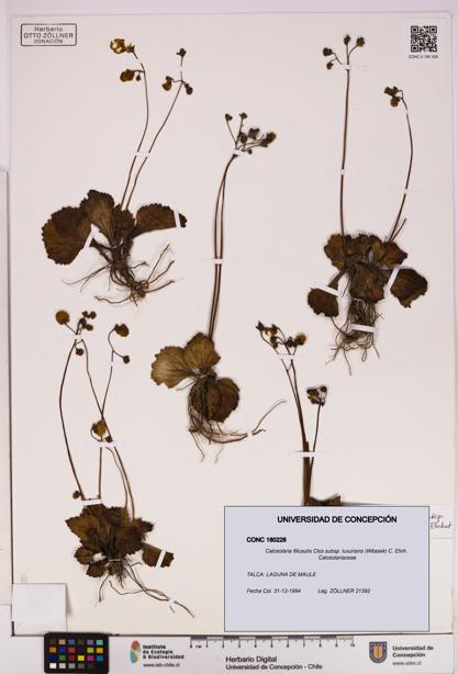 Calceolaria filicaulis [Espécimen: UDEC:CONC:0180228]