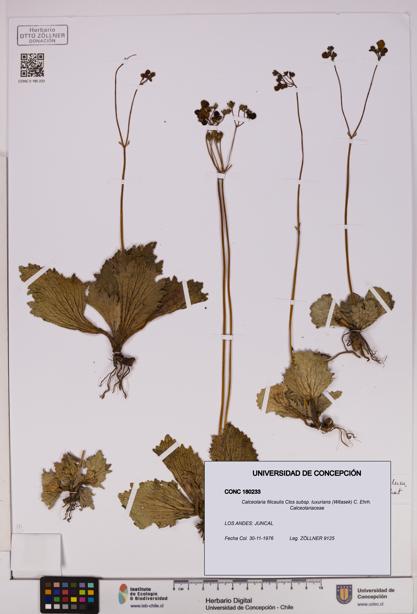 Calceolaria filicaulis [Espécimen: UDEC:CONC:0180233]