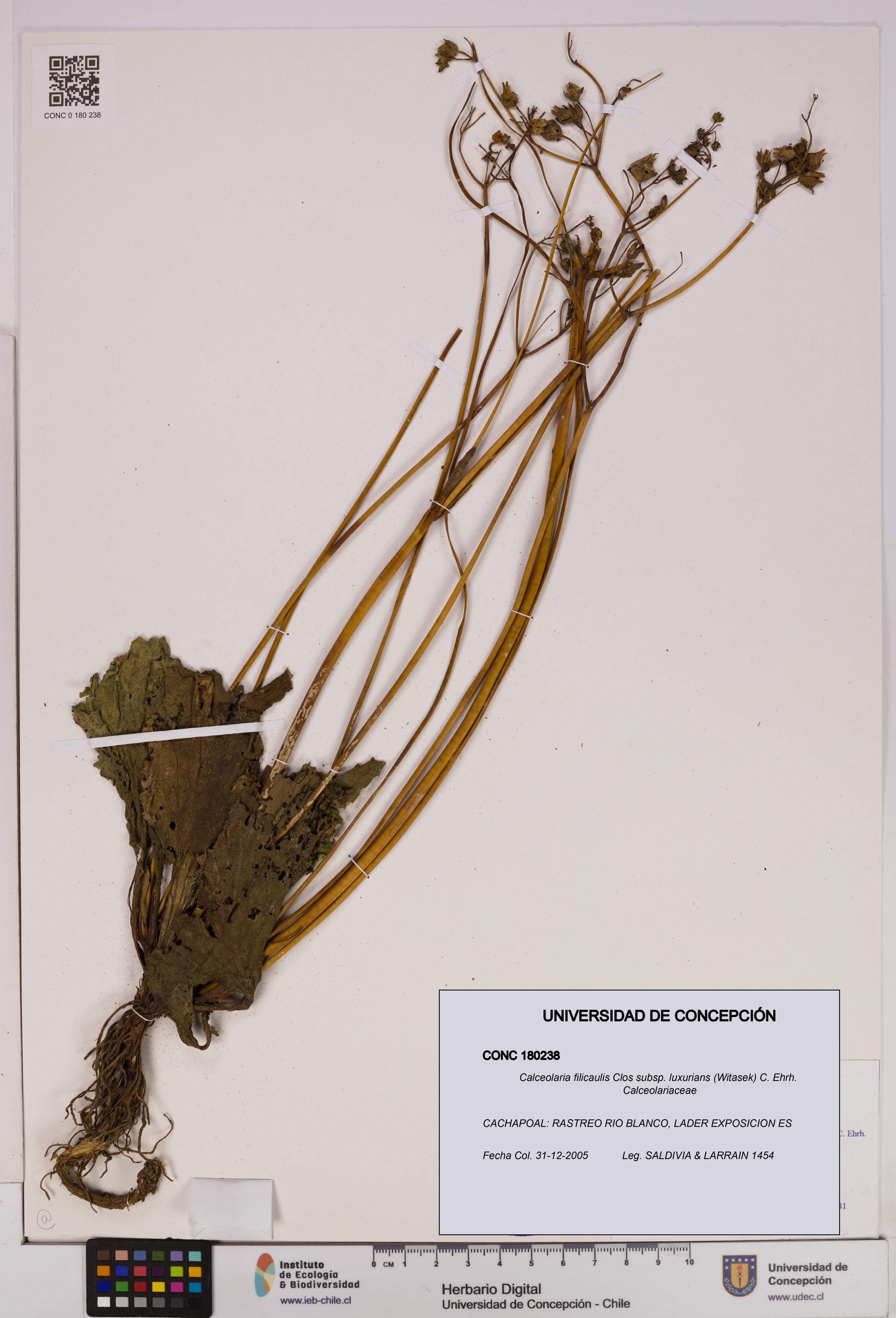 Calceolaria filicaulis [Espécimen: UDEC:CONC:0180238]