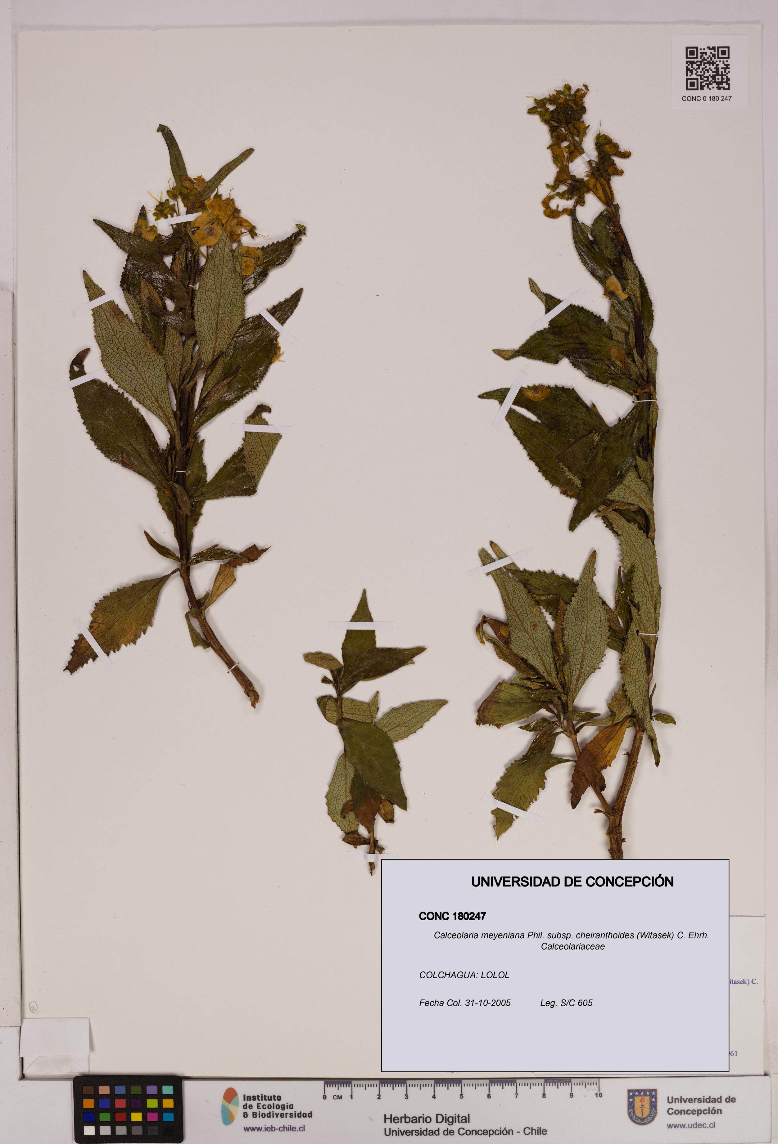 Calceolaria meyeniana [Espécimen: UDEC:CONC:0180247]