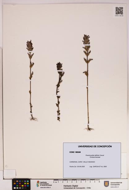 Parentucellia latifolia [Espécimen: UDEC:CONC:0180249]