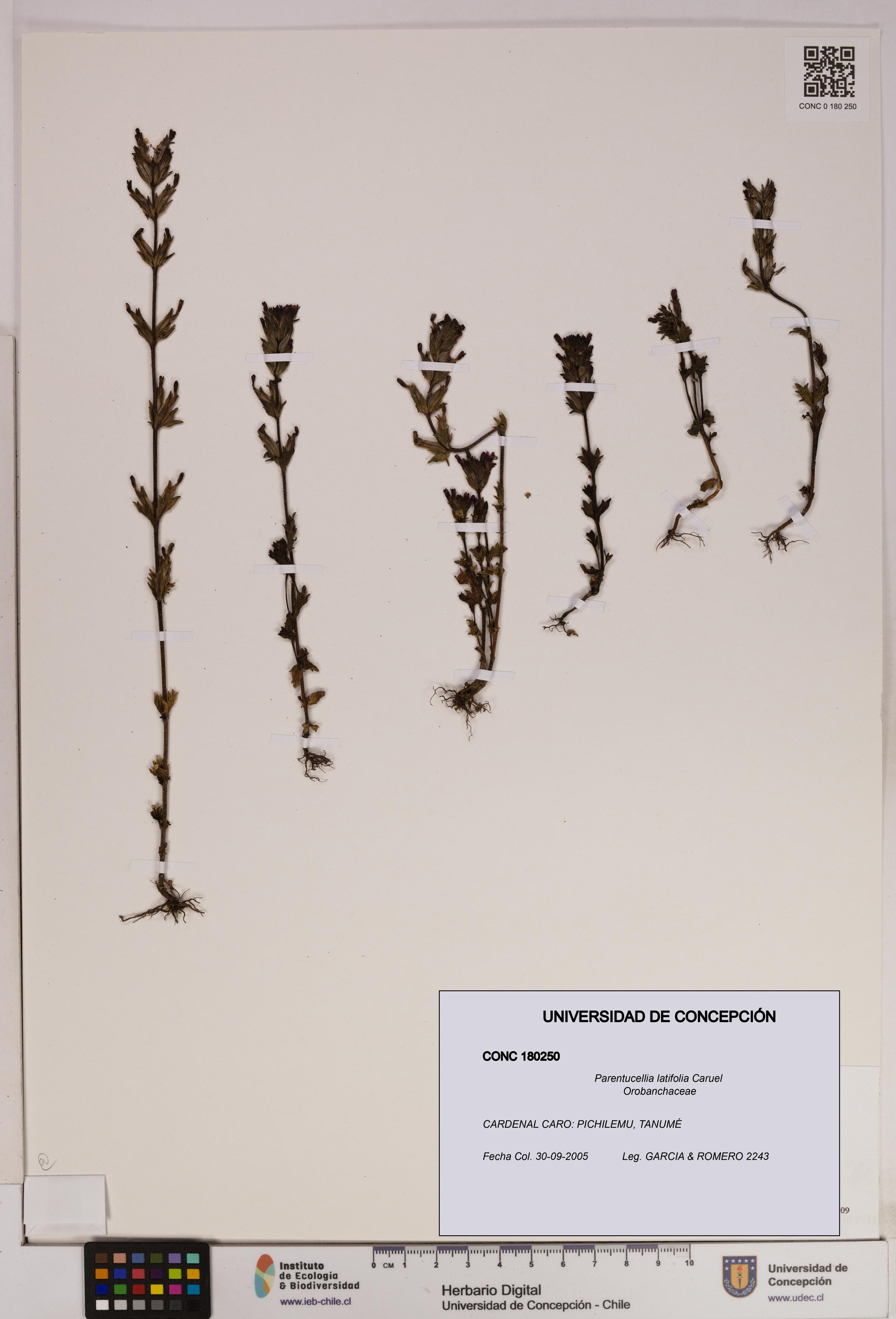 Parentucellia latifolia [Espécimen: UDEC:CONC:0180250]