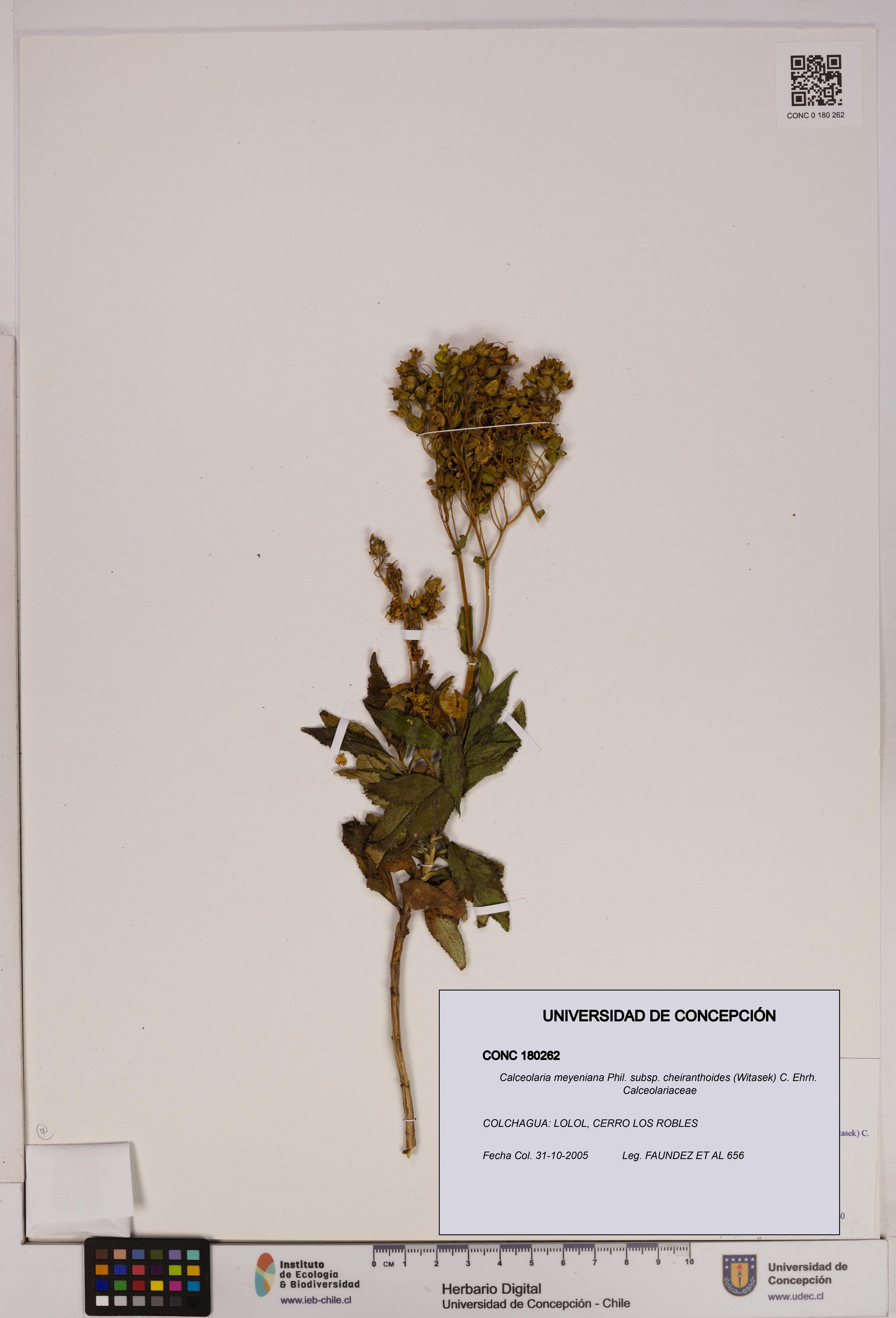 Calceolaria meyeniana [Espécimen: UDEC:CONC:0180262]