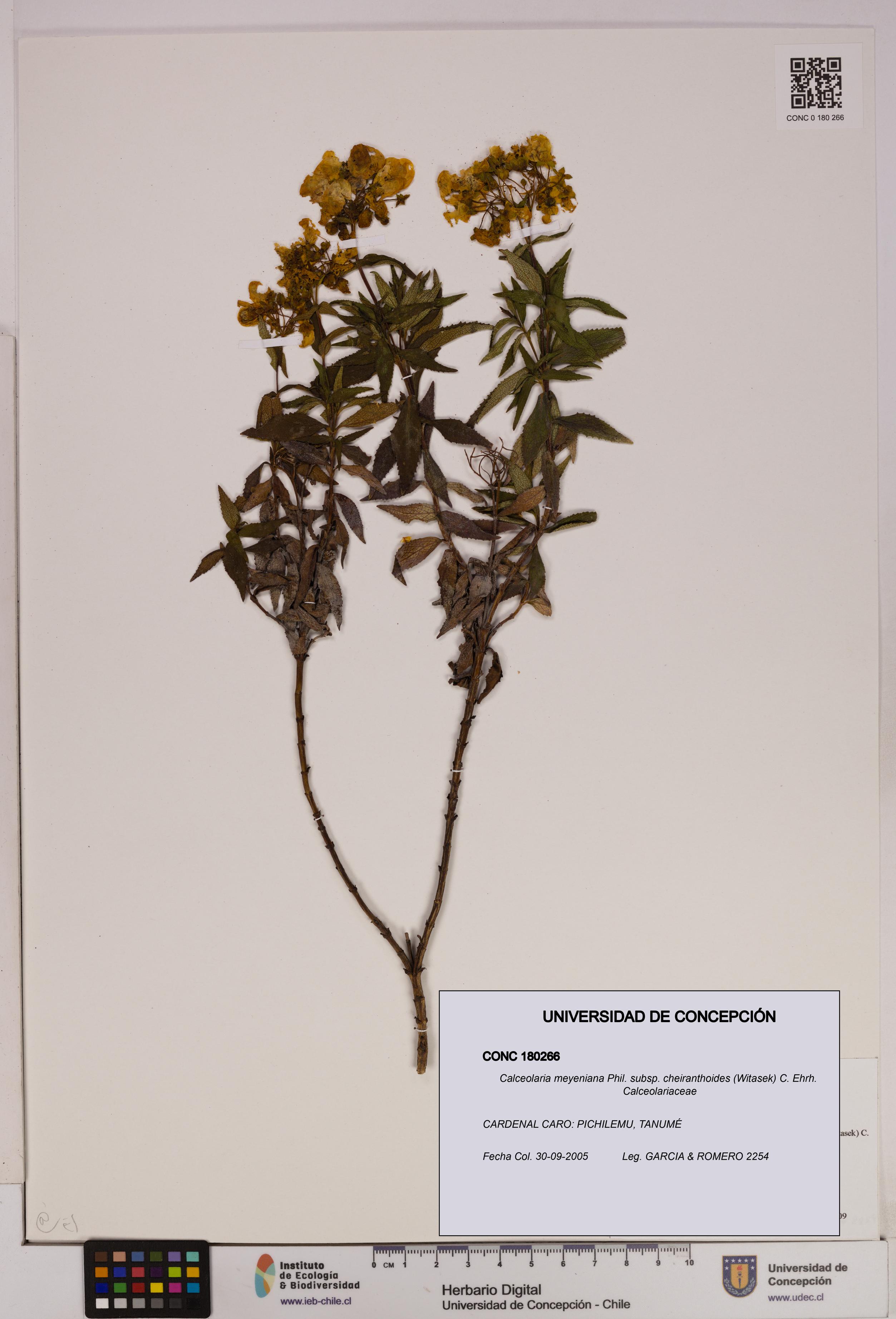 Calceolaria meyeniana [Espécimen: UDEC:CONC:0180266]