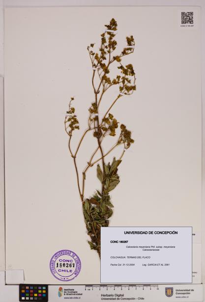 Calceolaria meyeniana subsp. meyeniana [Espécimen: UDEC:CONC:0180267]