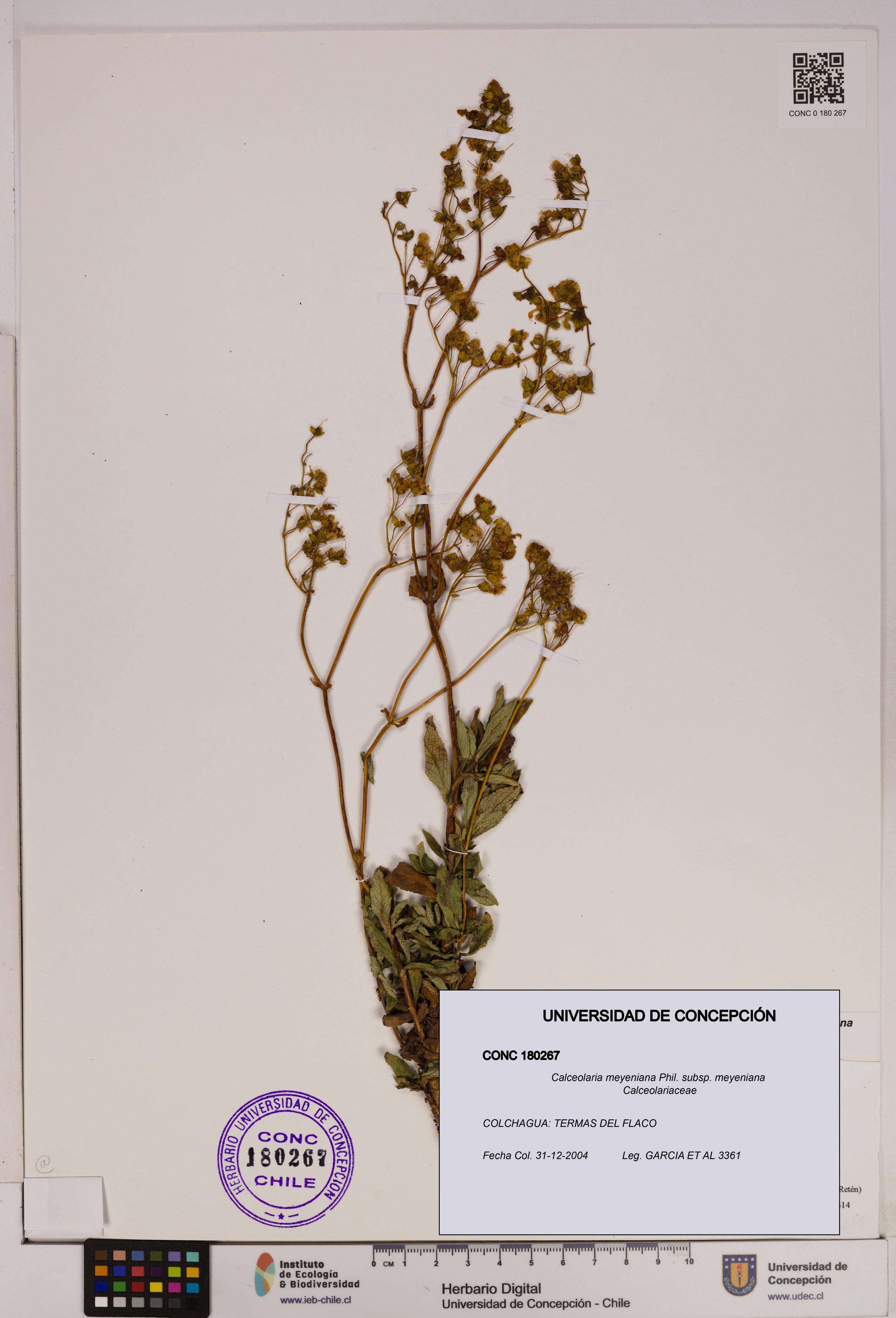 Calceolaria meyeniana subsp. meyeniana [Espécimen: UDEC:CONC:0180267]