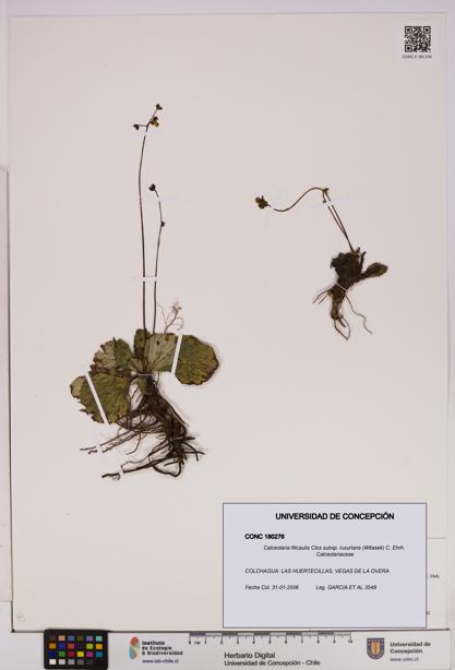 Calceolaria filicaulis [Espécimen: UDEC:CONC:0180276]