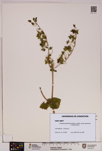 Calceolaria glandulosa [Espécimen: UDEC:CONC:0180277]