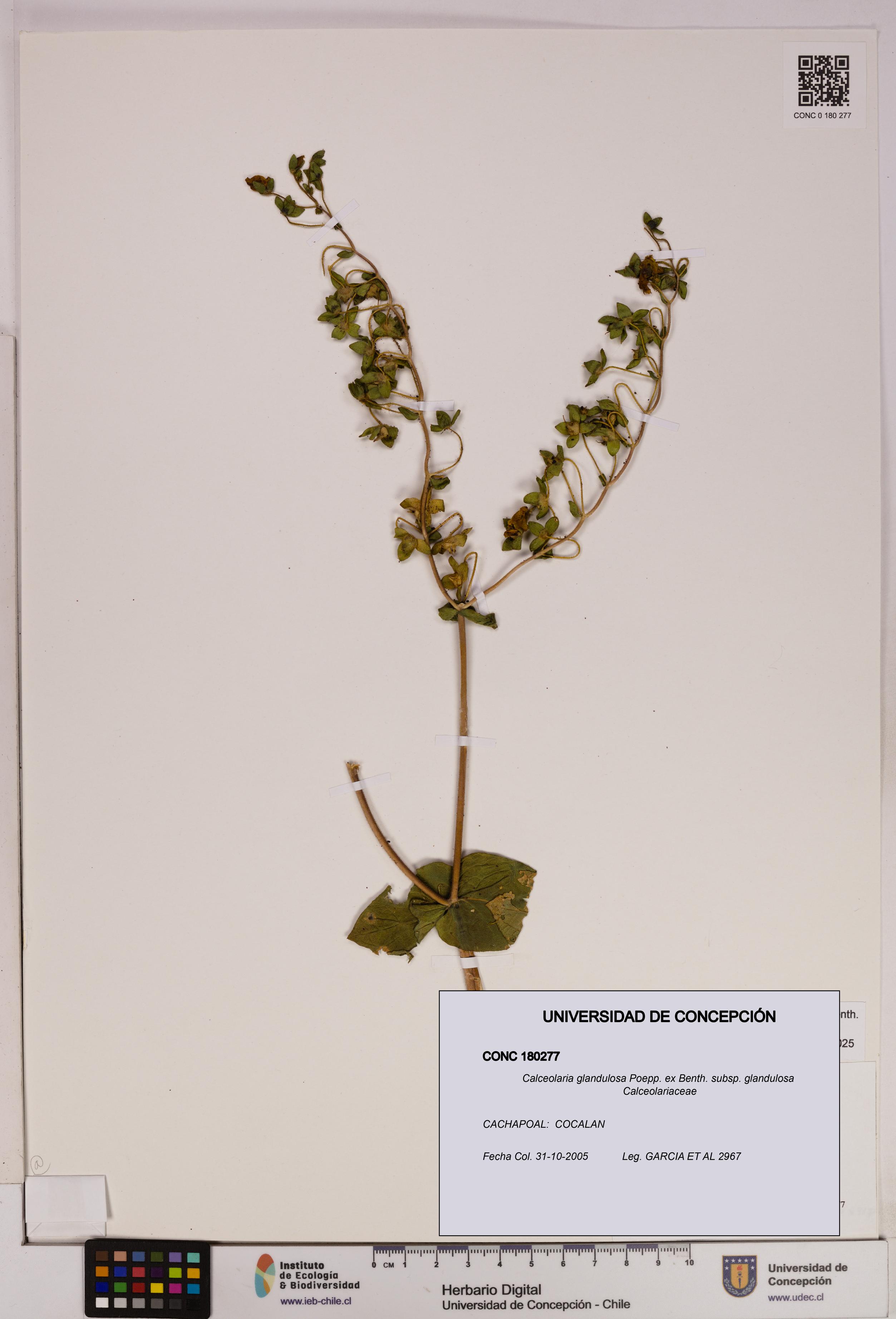 Calceolaria glandulosa [Espécimen: UDEC:CONC:0180277]