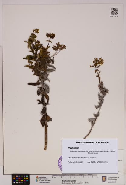 Calceolaria meyeniana [Espécimen: UDEC:CONC:0180287]