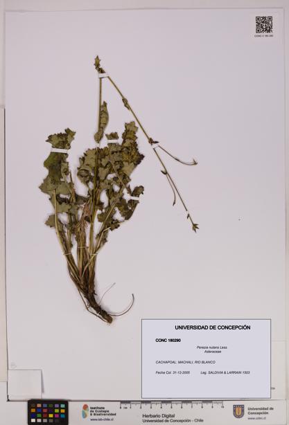 Perezia nutans [Espécimen: UDEC:CONC:0180290]