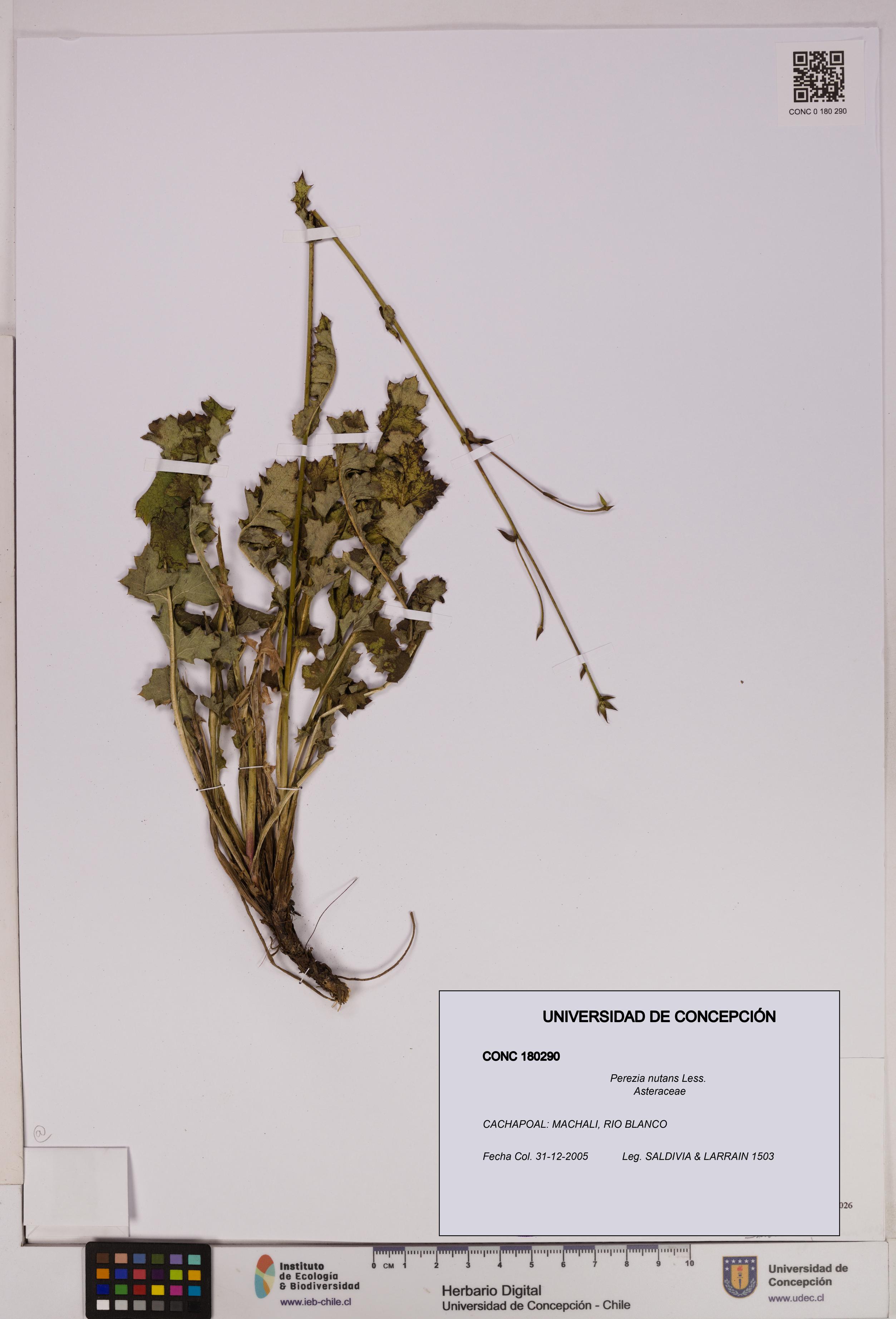 Perezia nutans [Espécimen: UDEC:CONC:0180290]