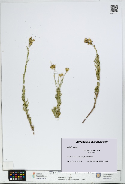Senecio polygaloides [Espécimen: UDEC:CONC:0180291]