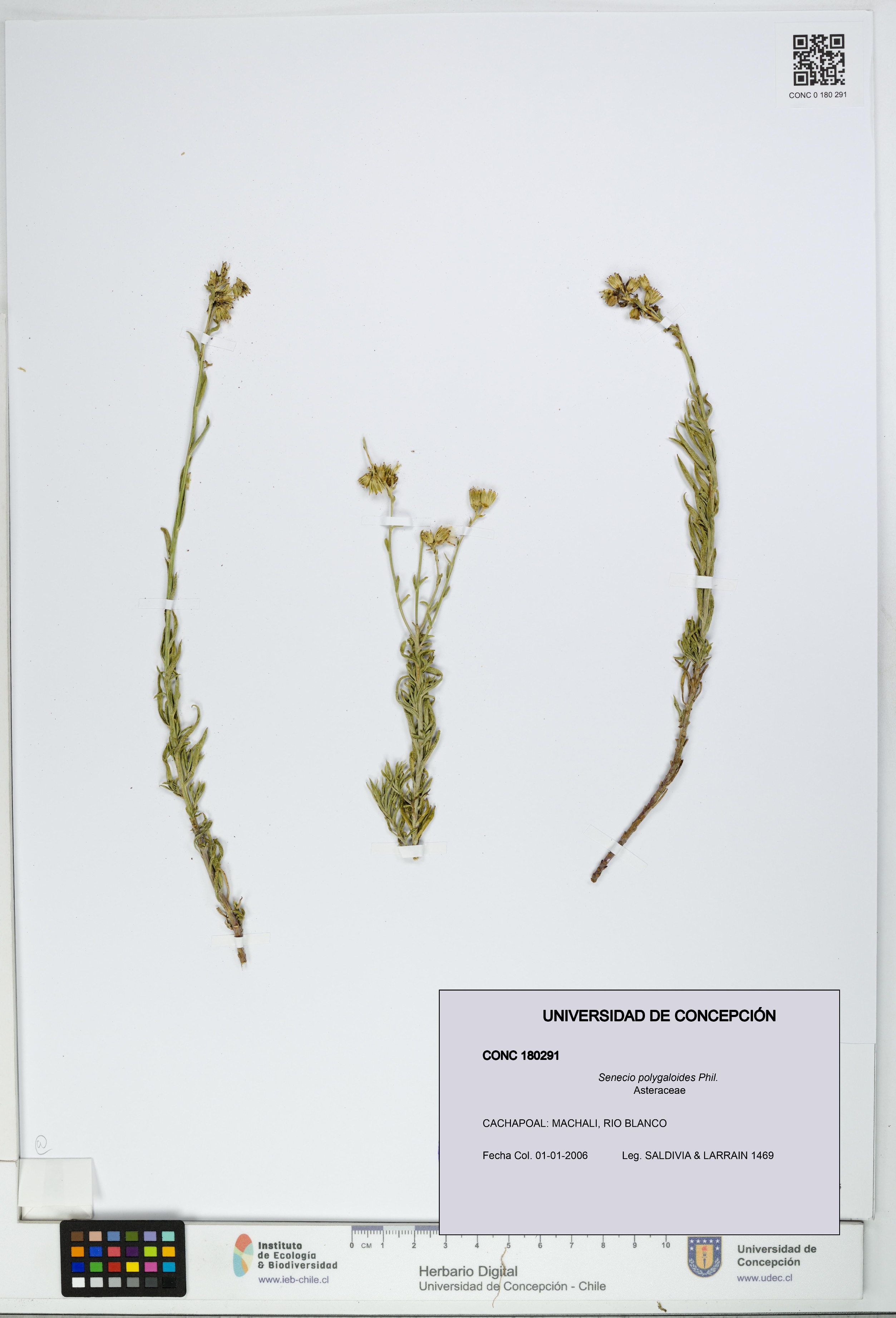 Senecio polygaloides [Espécimen: UDEC:CONC:0180291]