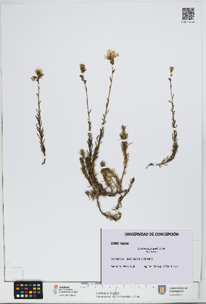 Senecio polygaloides [Espécimen: UDEC:CONC:0180292]