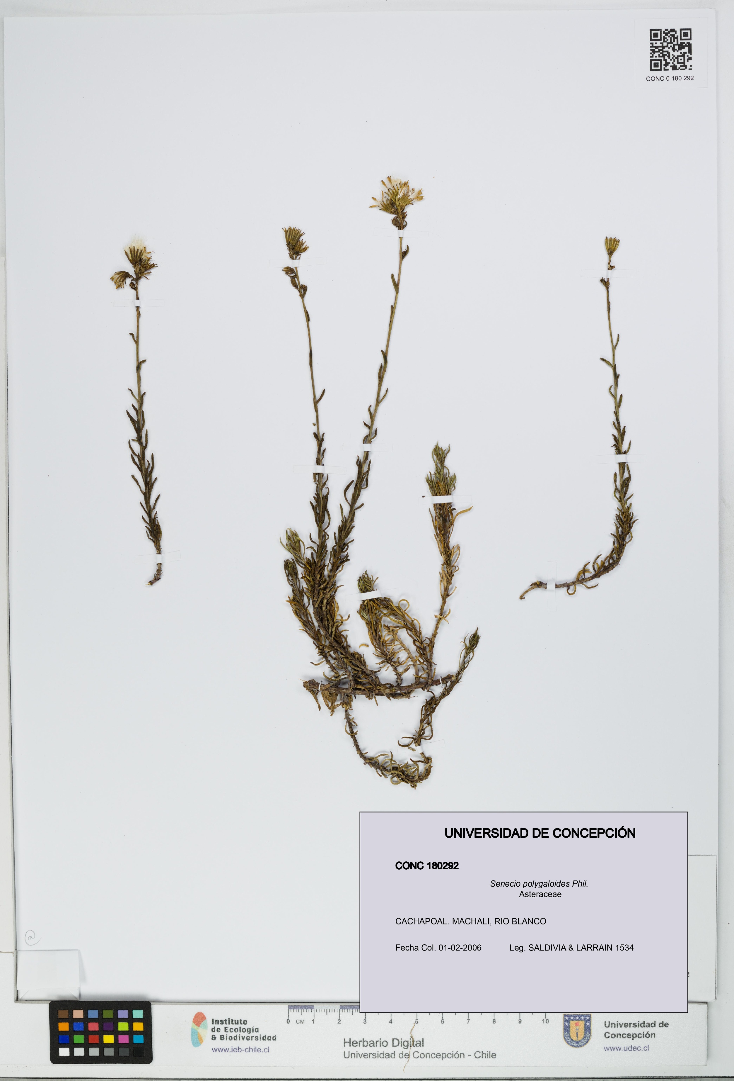 Senecio polygaloides [Espécimen: UDEC:CONC:0180292]