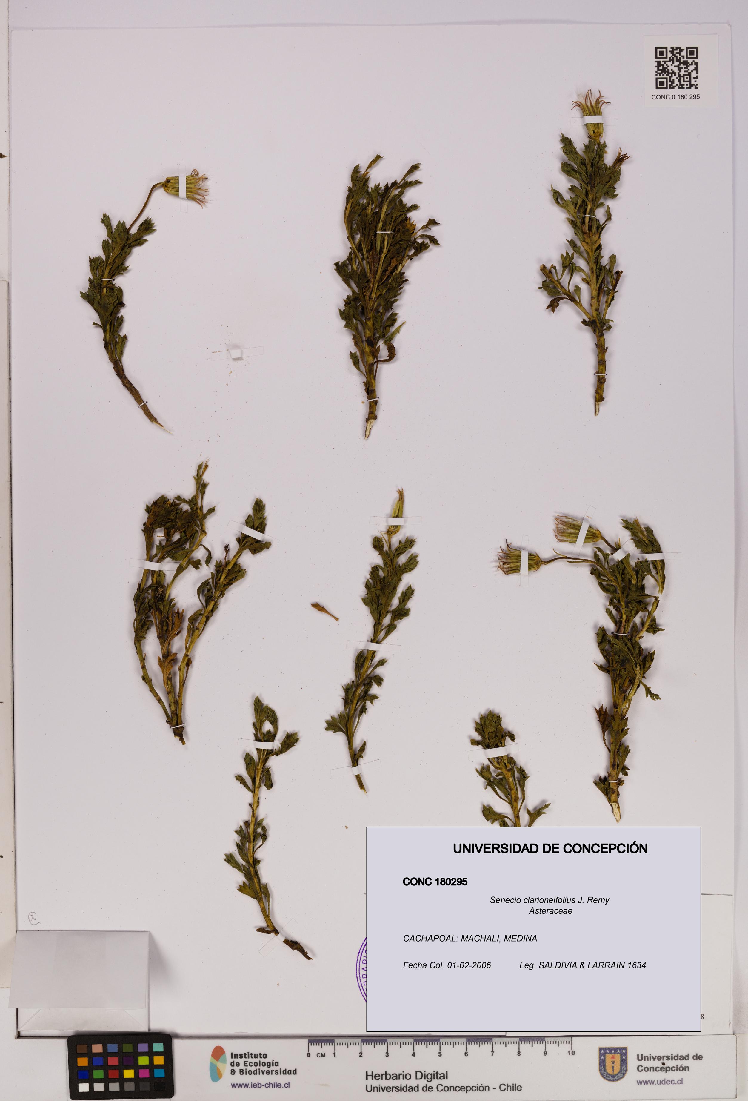 Senecio clarioneifolius [Espécimen: UDEC:CONC:0180295]