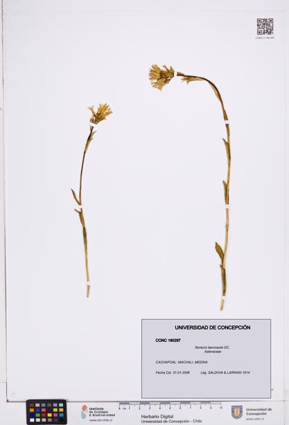 Senecio laevicaulis [Espécimen: ]