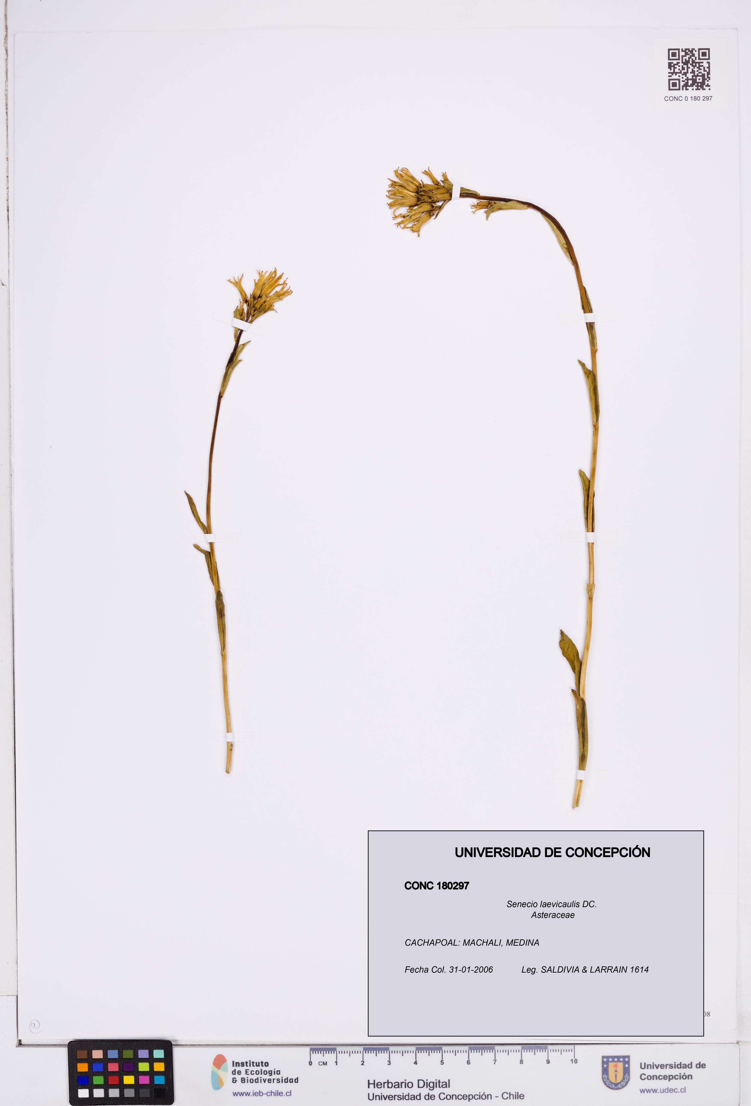 Senecio laevicaulis [Espécimen: ]