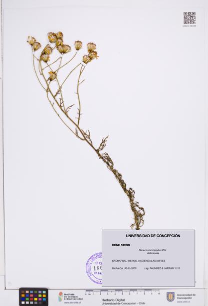Senecio microphyllus [Espécimen: ]