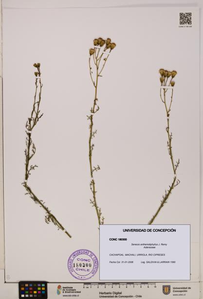 Senecio anthemidiphyllus [Espécimen: UDEC:CONC:0180300]