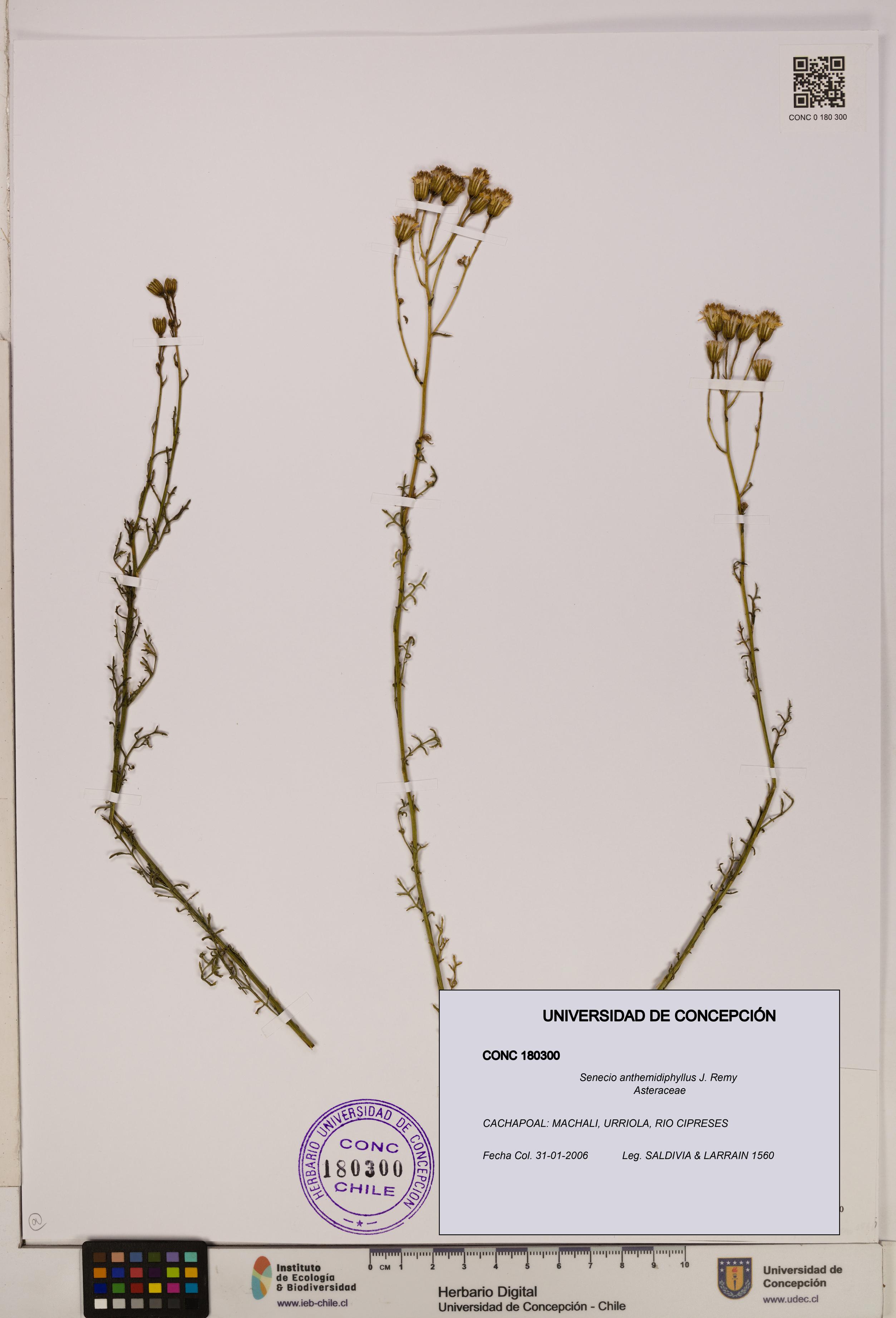 Senecio anthemidiphyllus [Espécimen: UDEC:CONC:0180300]