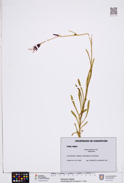 Senecio gayanus [Espécimen: ]