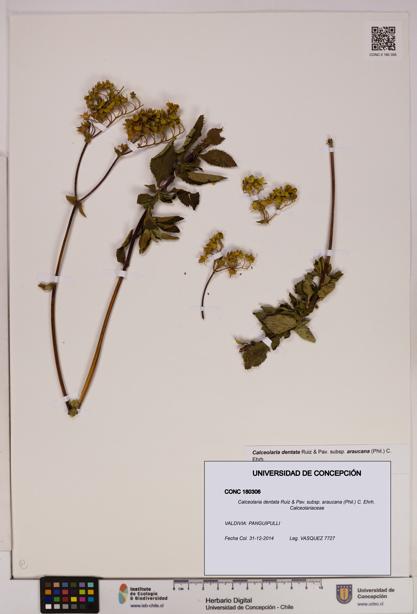 Calceolaria dentata subsp. araucana [Espécimen: UDEC:CONC:0180306]